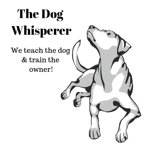 The Dog Whisperer Illawarra