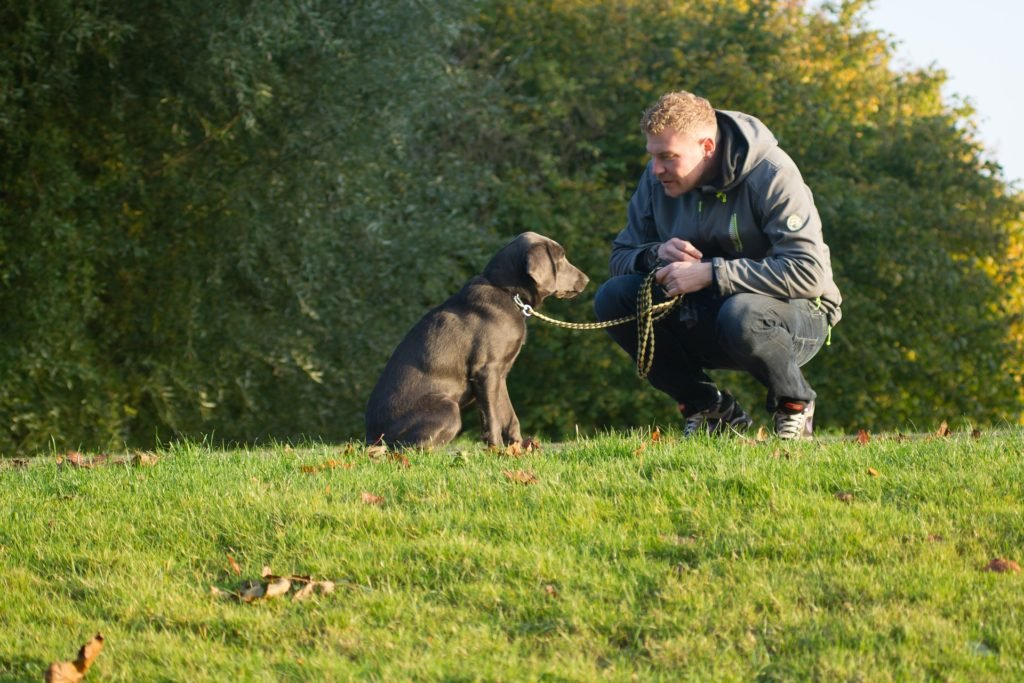 dog owner