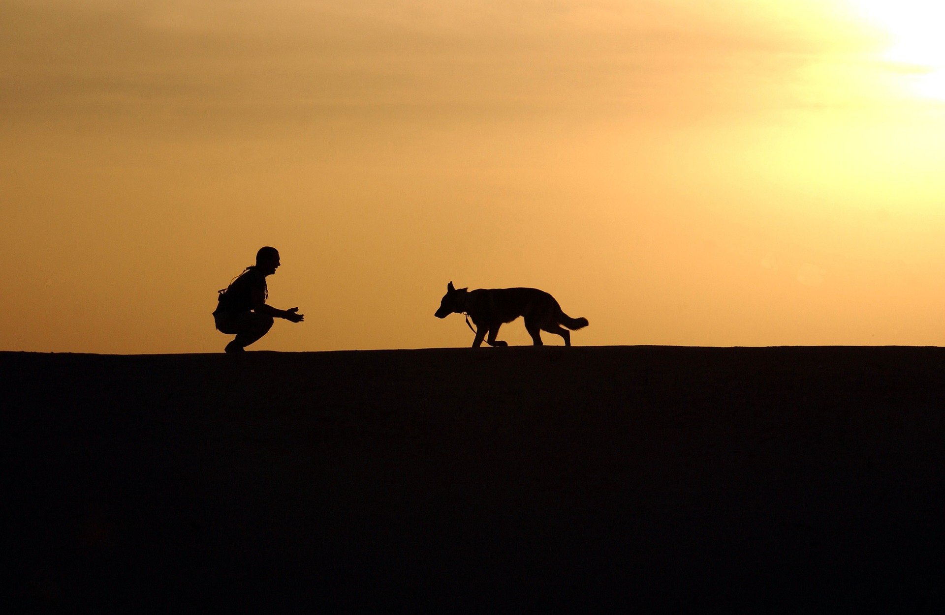 You are currently viewing What does Dog Whispering really mean?