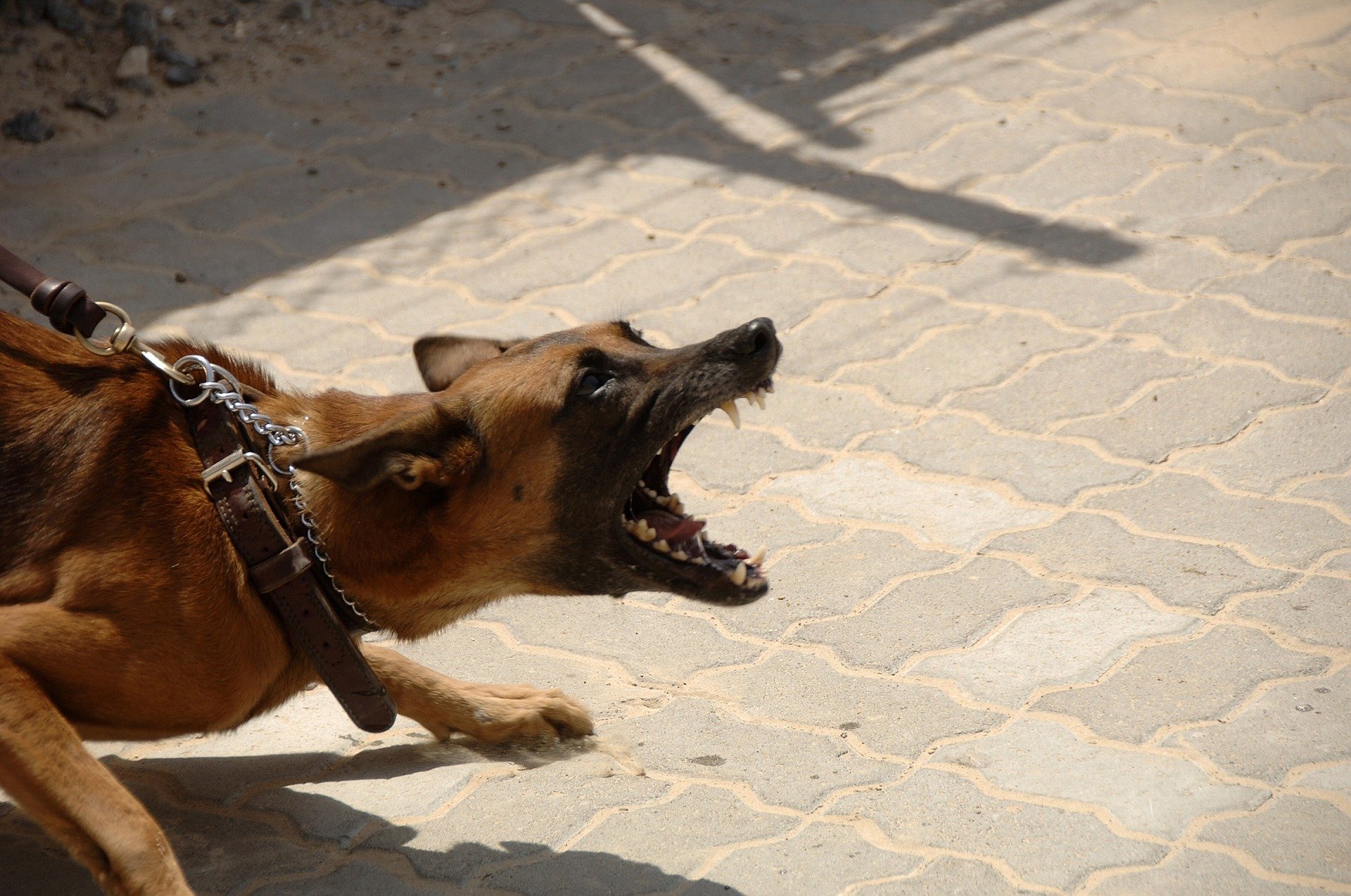 dog agression training illawarra