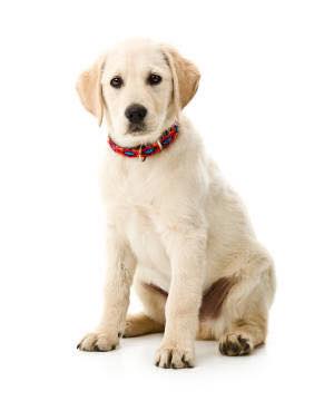 Read more about the article Essential Commands to Teach Your Dog Part 1